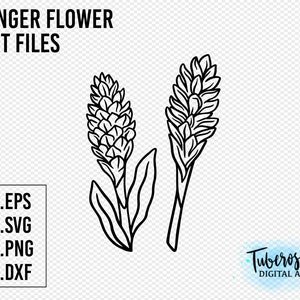 Pink Ginger flower SVG, Alpinia Purpurata, Awapuhi Hawaiian pink ginger Flower Cut files, flowering ginger PNG DXF floral cricut file