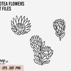 プロテア SVG PNG カット ファイル、花の線画、ベクター花のイラスト、クリカットとシルエットの花のデザイン、プロテア ステッカー アイロン接着