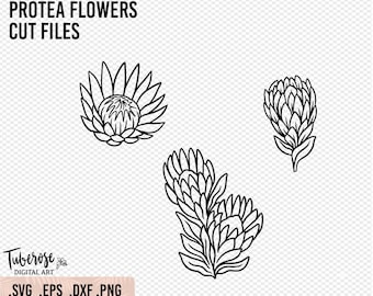 Protea SVG PNG cut files, Floral Line art, Vector floral Illustrations, Cricut and Silhouette flower design, Proteas Sticker Iron On