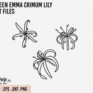 Rainha Emma Crinum Lily SVG, arquivos de corte de lírio-aranha, arquivos de corte de flores para adesivos e ferro, ilustração floral, flor tropical png