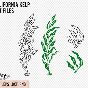 May include: A digital download of four vector files featuring a California kelp illustration. The files are available in SVG, EPS, DXF, and PNG formats. The illustration features a green kelp plant with a black outline.