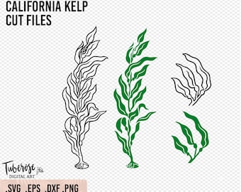 California Kelp SVG, algas gigantes, contorno de algas y archivos de corte sólido, archivos láser, clip art de algas PNG, SVG