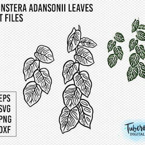 Monstera Adansonii SVG, Zwitserse kaas plant blad streng gesneden bestanden voor Stickers, cup wraps, grenzen ijzer ons, clip art, kamerplant svg