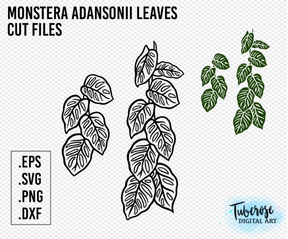Monstera Adansonii SVG, Swiss Cheese Plant Leaf Strand Cut Files for  Stickers, Cup Wraps, Borders Iron Ons, Clip Art, Houseplant Svg - Etsy