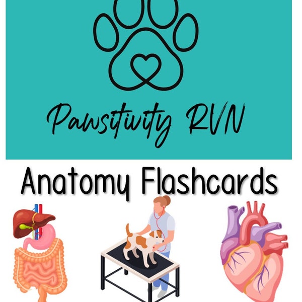 Anatomy Flashcards - Etsy