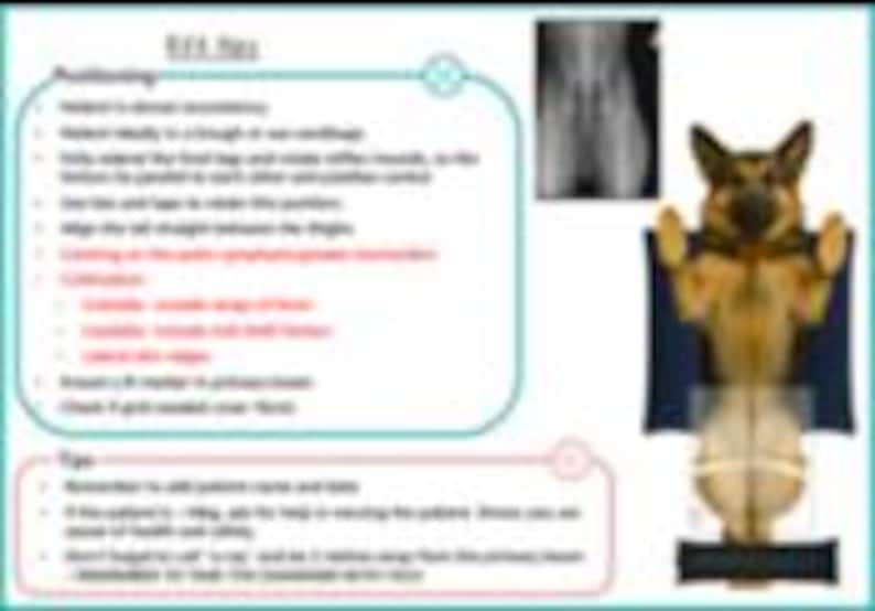 Veterinary Radiography Positioning Guide.pdf OSCE Veterinary Radiography Positioning Guide - Etsy UK