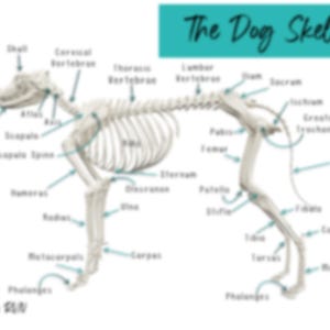 May include: A labelled diagram of a dog skeleton, showing the names of the bones in both English and scientific terms. The title of the diagram is "The Dog Skeleton".