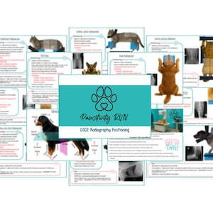 May include: Educational cards for veterinary radiography positioning, featuring animal illustrations in X-ray positions. Each card includes text and diagrams. The central card displays the text "Pawstivity RVN" and "OSCE Radiography Positioning".