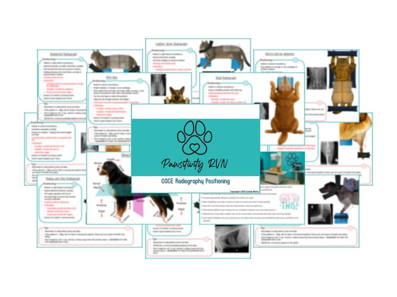 OSCE Veterinary Radiography Positioning Guide - Etsy