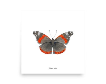 Red Admiral Butterfly art print - Square sizes