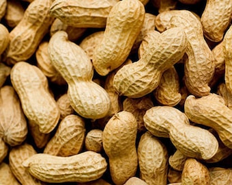 Geroosterde Pinda's | gezouten heel hoge kwaliteit biologische 100% gezonde noten vers puur