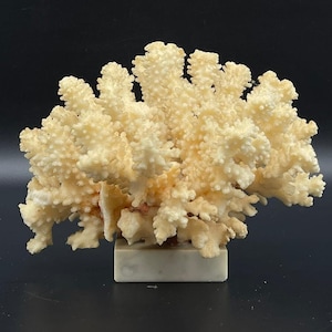 Rare White/ Beige Coral Tree Reef Decor 100% Natural Sea Coral With Stone Base