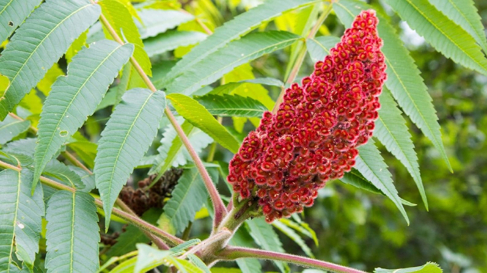 Sumac Sumak Summaq Organic Fresh Spice Seasoning Cook Pure Palestinian sumac-sumak-summaq-organic-fresh-spice-seasoning-cook-pure-palestinian