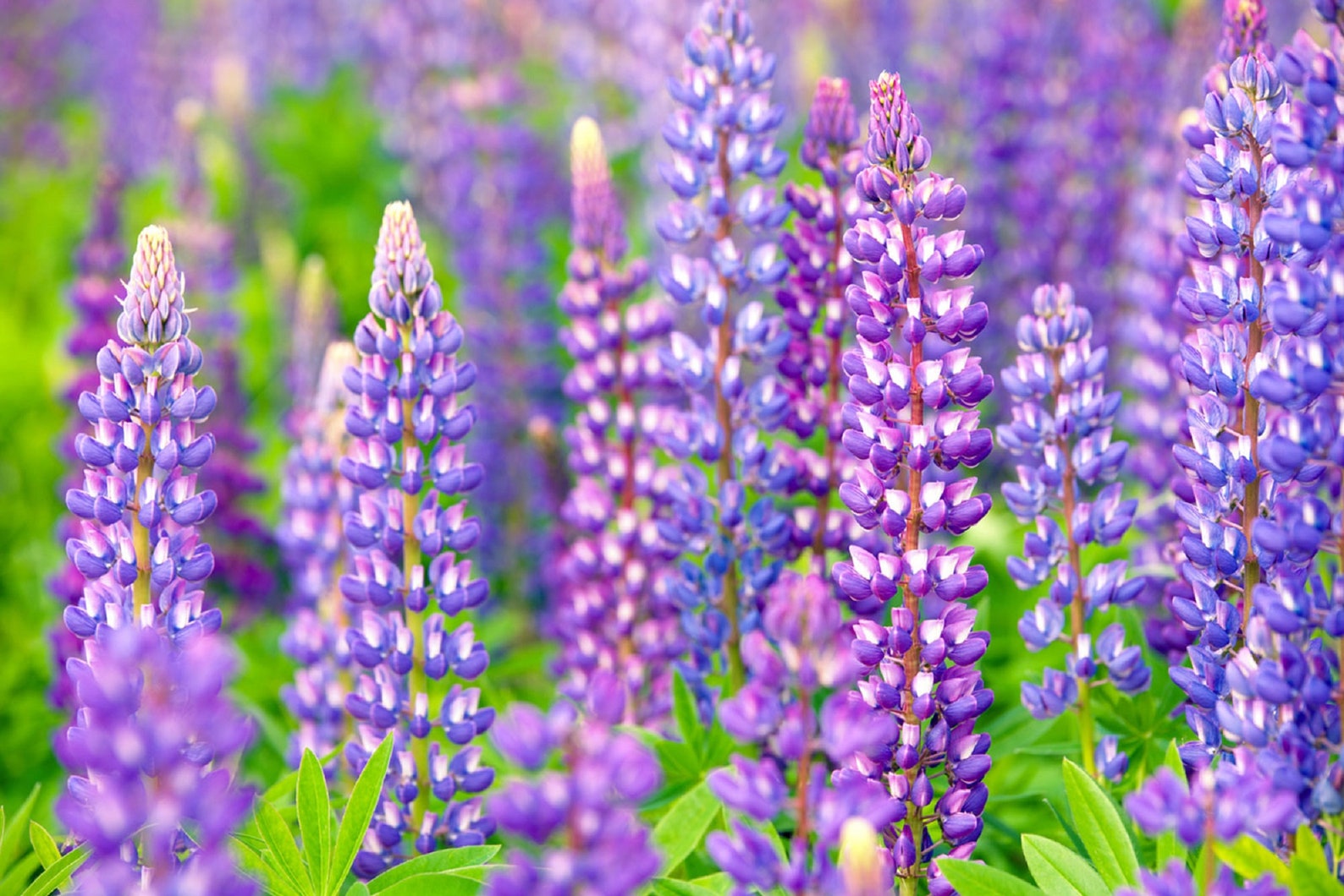 White Lupinus Lupine Beans Alba Seeds Dried Lupini Free Shipping