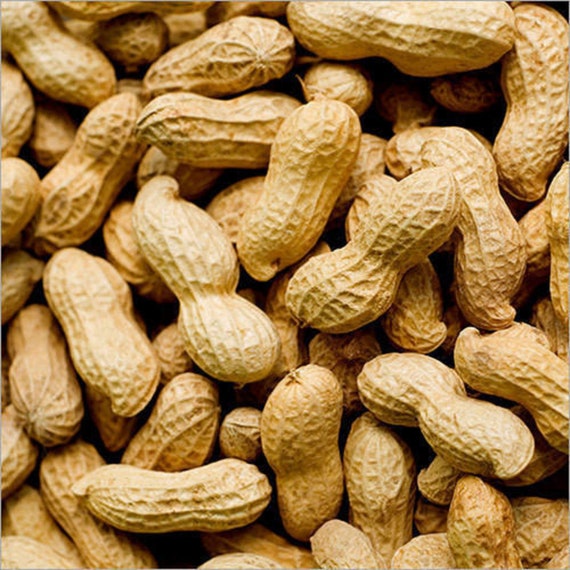 Roasted Peanuts | salted Whole High Quality Organic 100% Healthy Nuts Fresh Pure