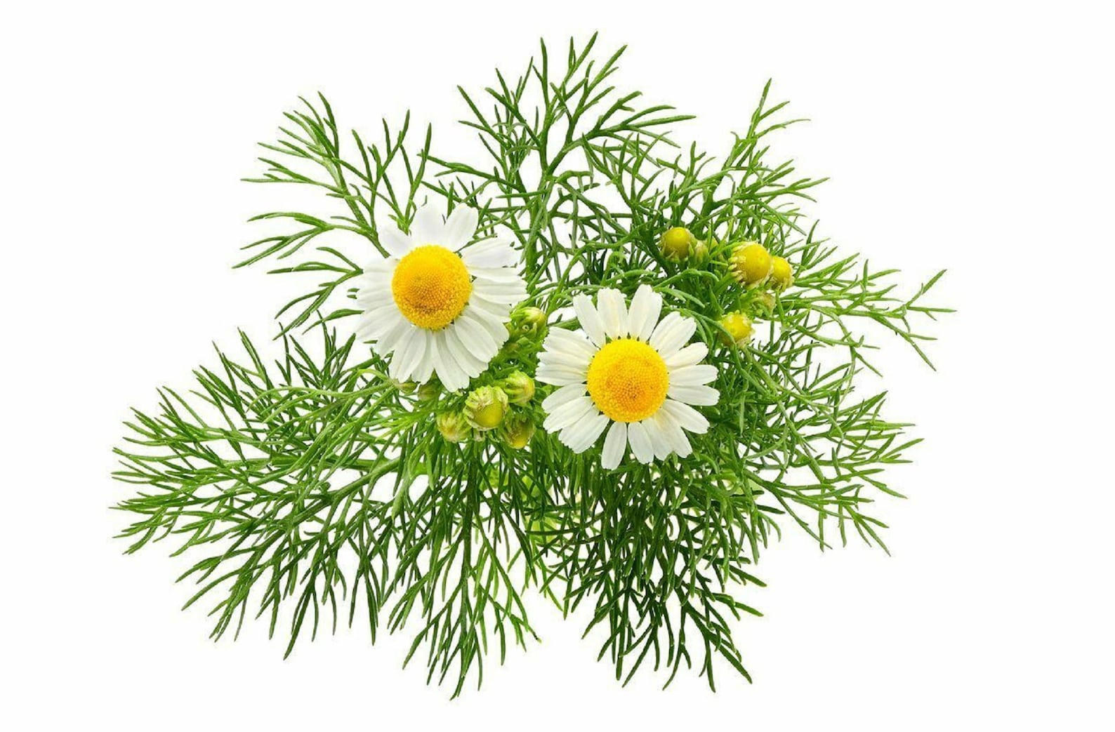 Natural Chamomile Flower Dried Whole German Chamomile Flowers 1st From