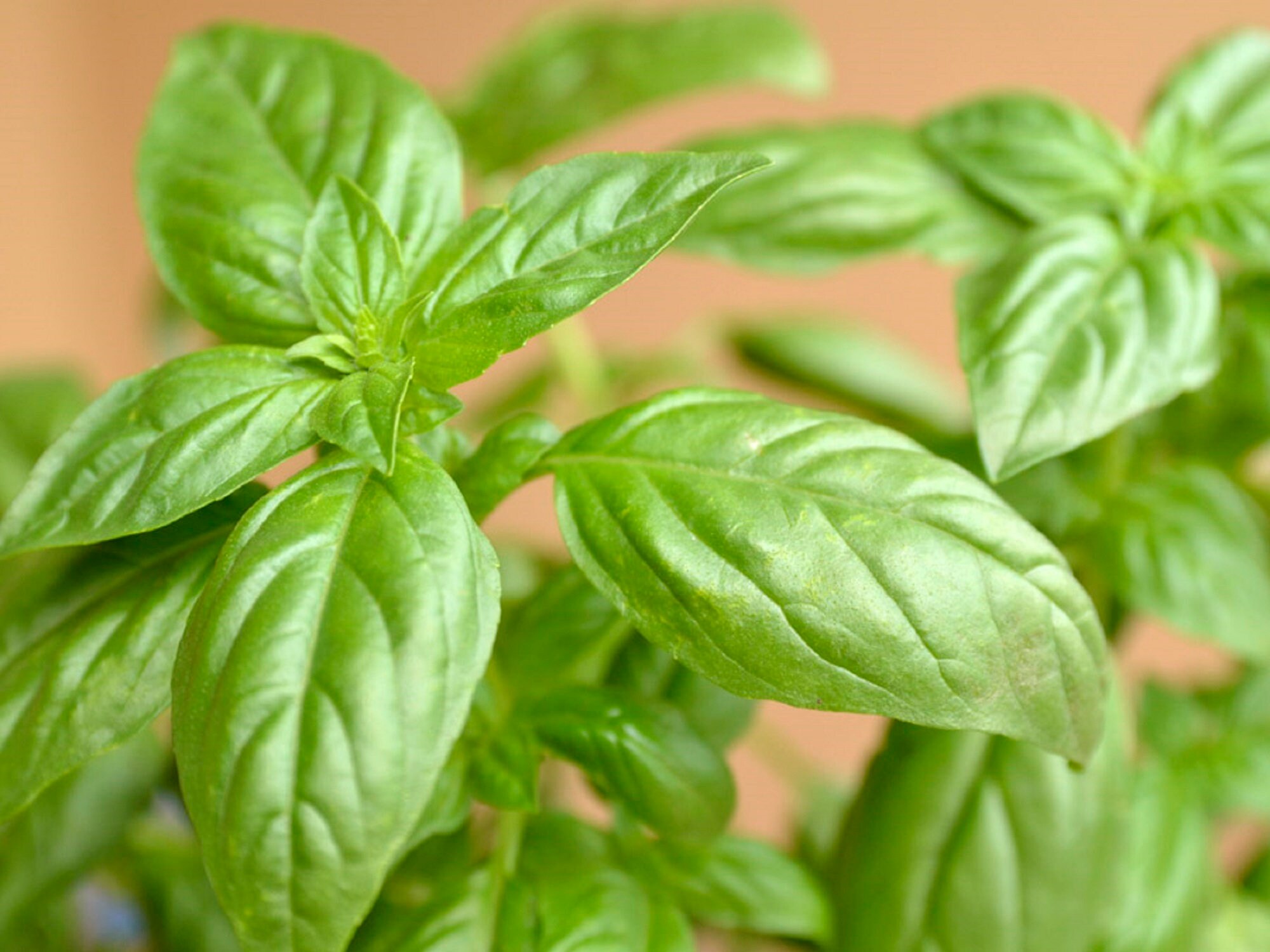 Dried Basil Fresh 100 Organic Pure From Holy Land Premium Quality