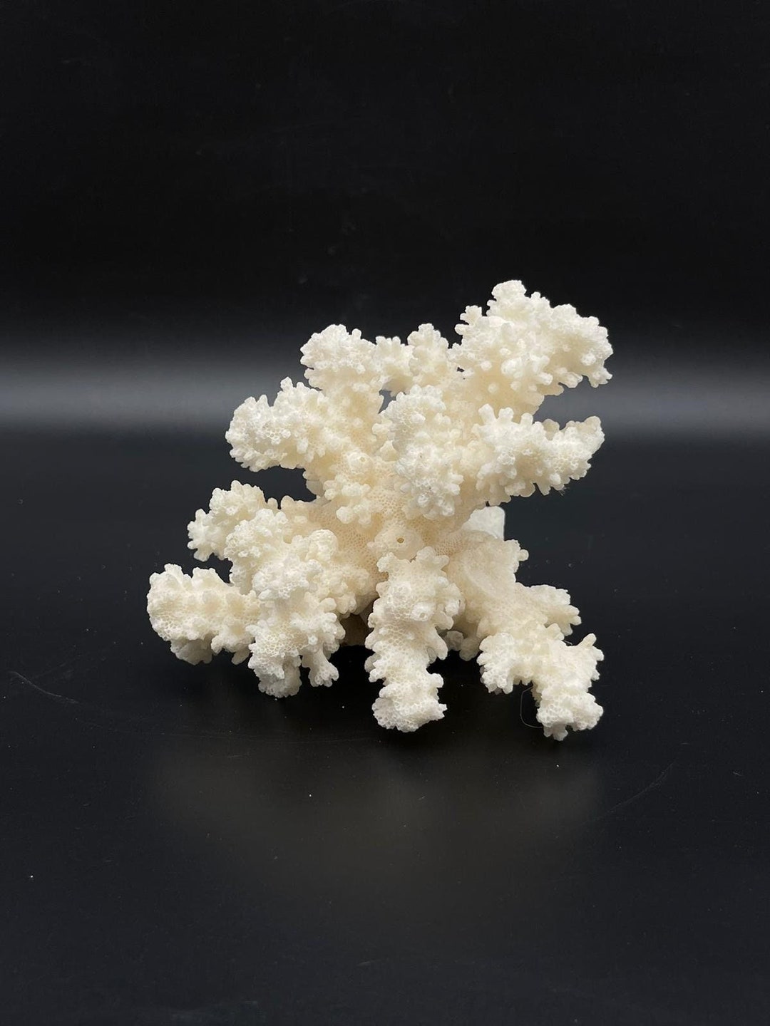 Piece of White Coral Tree Reef 100% Natural Sea Coral French Rare
