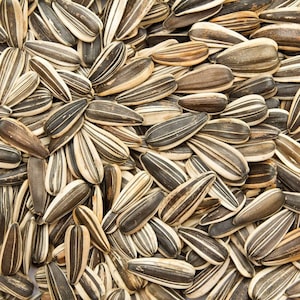 May include: A close-up image of a large pile of black and white striped sunflower seeds.