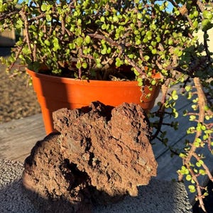 May include: A potted succulent plant with small green leaves and reddish stems. The plant sits in an orange pot. In the foreground, there are two pieces of reddish-brown lava rock.