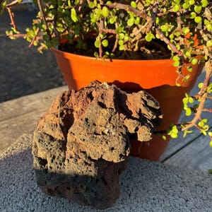 May include: A porous, dark brown and black lava rock sits in front of an orange terracotta pot holding a green succulent plant. The plant has small, round green leaves and thin, brown stems. The rock is rough and textured.