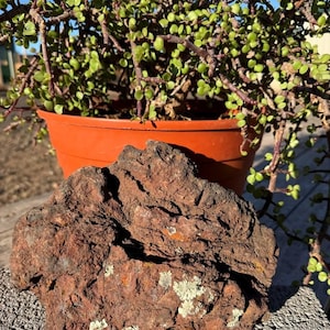 May include: A reddish-brown rock with patches of white lichen sits in front of a potted succulent plant with small green leaves and reddish stems. The plant is in an orange-brown pot.