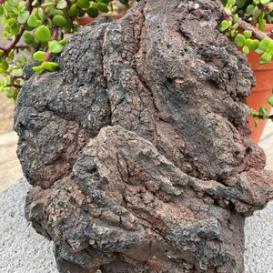 One X/L Black & Red Lava Rock With a &quot;Surprise&quot; - for Aquariums , Terrariums, Succulents