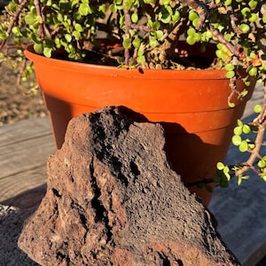 May include: A potted succulent plant with small, round green leaves and reddish stems. The plant is in an orange plastic pot. A large, dark brown, textured rock sits in front of the pot.