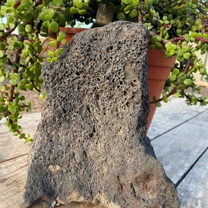 One X/L Black Lava Rock – Perfect for Terrariums, Aquariums, Succulents