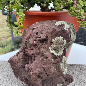 May include: A reddish-brown porous rock with patches of light green and white lichen. A potted jade plant with small, round green leaves is in the background. The rock is sitting on a gray concrete surface.
