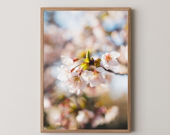 Impresión de Sakura en flor de cerezo, paisaje primaveral japonés para interiores minimalistas
