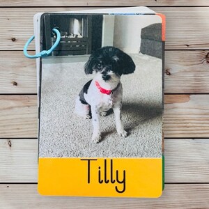 May include: A black and white dog with a red collar sitting on a carpet. The dog's name is Tilly.