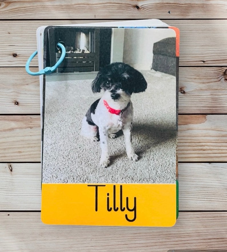 May include: A black and white dog with a red collar sitting on a carpet. The dog's name is Tilly.