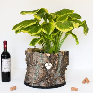 verKORKst Premium plant pot made of cork bark * Rustic herb pot * Vintage flower pot for kitchen, living room, garden and balcony