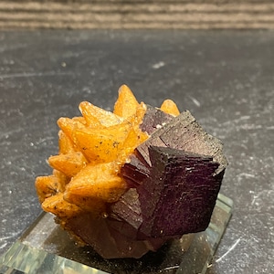 Orange Dogtooth Calcite Crystals Clusters On Dark Stepped Purple Fluorite Cubes On Matrix | Superb Mineral Specimen &quot;The Hedgehog&quot; Guizhou