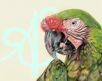 The Green Macaw Print