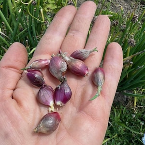 May include: A handful of small, purple shallots with green sprouts. The shallots are held in an open hand, with green onion stalks and other plants visible in the background. The shallots are a deep purple color.