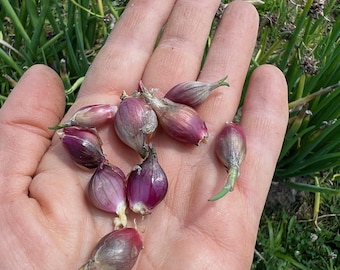RARE walking onion Ready to grow onion bulbs Ready to plant bulbs Egyptian onion