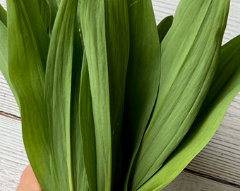 Ramsons  for salad| Bärlauch | Ramps | Wild Garlic | Wild leek | Черемша