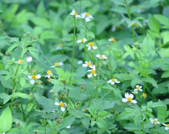 300+ Spanish Needle Seeds – Edible Beggarticks, Bee Nectar