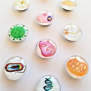 10 Biology 1" Glass Fridge Magnets for Gift, Refrigerator Magnets, Decorative Desk Whiteboard Magnets, One Inch