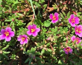 100+ Seeds Pink Purslane - Portulaca Pilosa - Pretty Potted Succulent or Groundcover - FREE Shipping