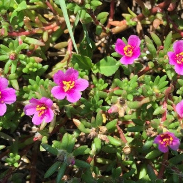 100+ Seeds Pink Purslane - Portulaca Pilosa - Pretty Potted Succulent or Groundcover - FREE Shipping
