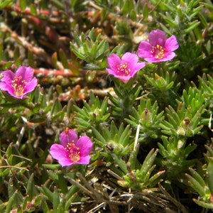 Pink Purslane Seeds - Portulaca Pilosa, Potted Succulent Groundcover
