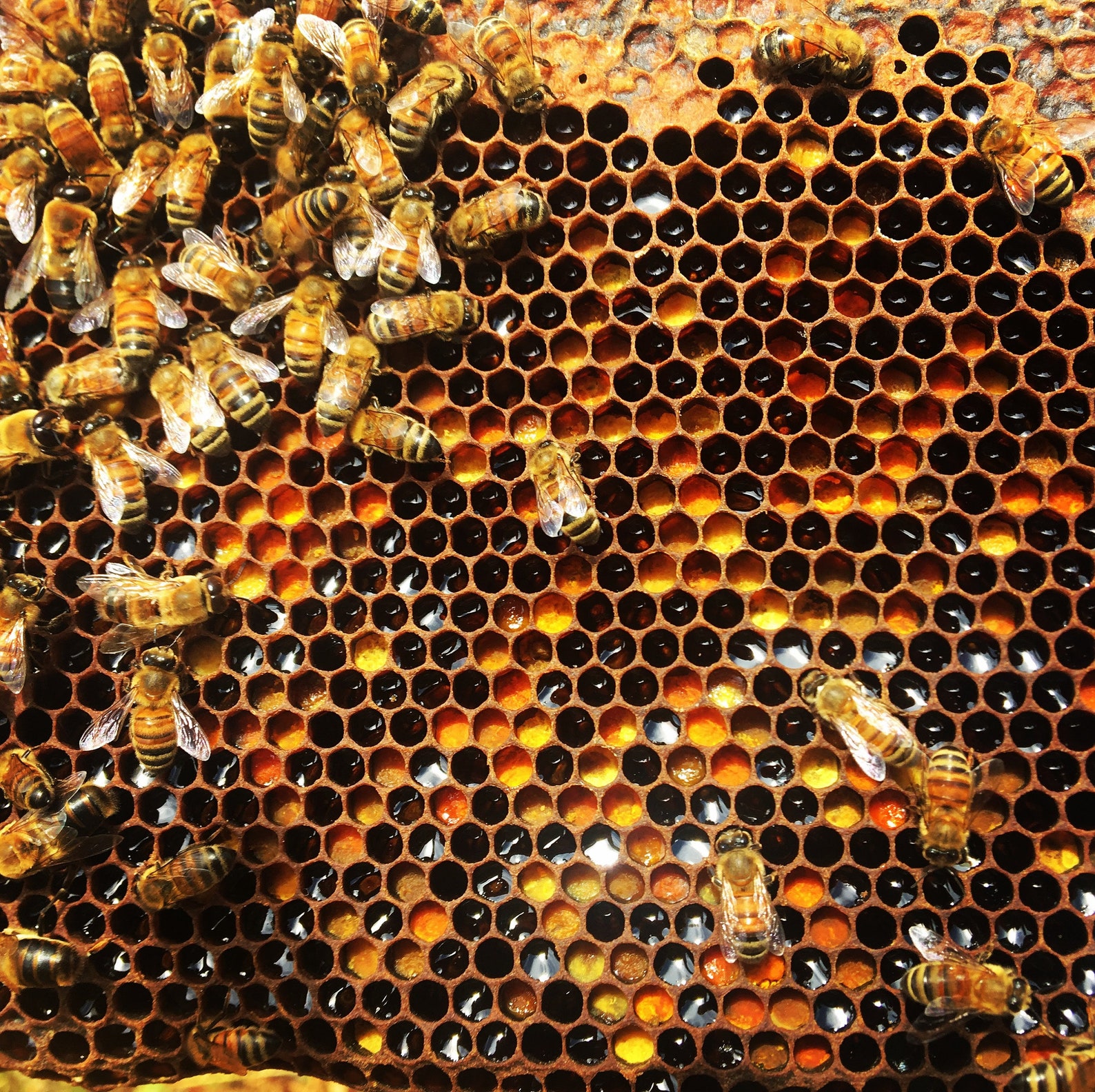 raw honeycomb