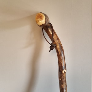 Walking stick, dogwood, derby handle, Combi Spike tip, shortenable in length, for right-handers, current length: 97 cm