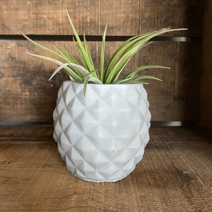 May include: A small air plant in a white, geometric, concrete planter shaped like a pineapple.