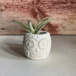May include: White ceramic owl planter with a small air plant inside. The planter has a detailed owl face with large eyes and a beak.
