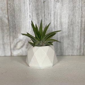 May include: A small air plant in a white geometric planter. The planter has a diamond pattern and is made of ceramic.