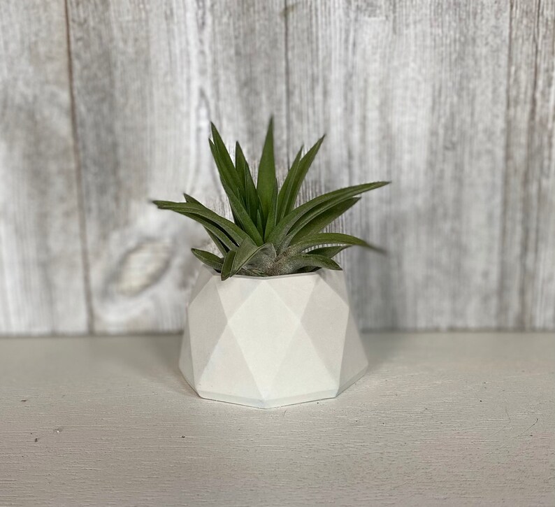 May include: A small air plant in a white geometric planter. The planter has a diamond pattern and is made of ceramic.